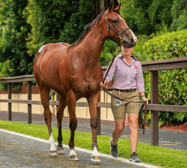 $1.15 million Zoustar filly from Alter Call - image Grant Courtney