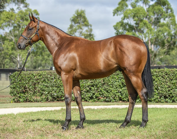 Lot 140 - Zoustar colt from Bidii Babe.