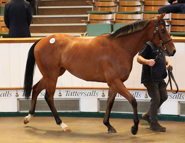 Zoustar filly from Cordial sold for 270,000 guineas.