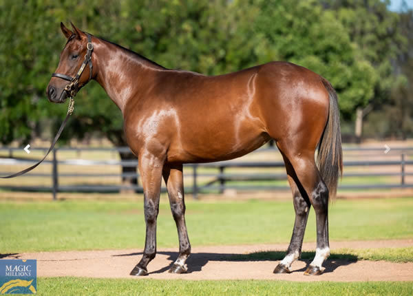 $650,000 Zoustar filly from Sepoy mare Counterplay