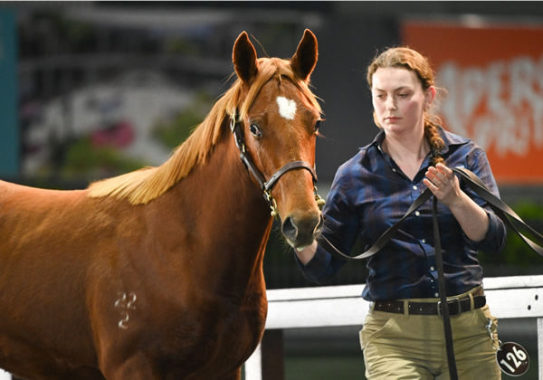 $310,000 Zoustar colt from Delectation Girl (GB) - image MM 