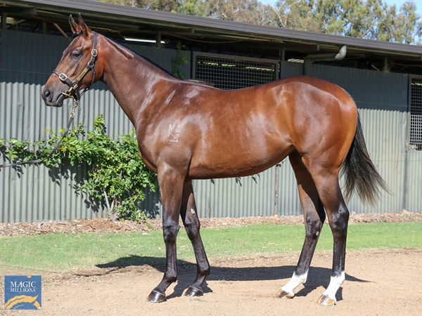 $1.45million Zoustar filly from Fuddle Dee Duddle