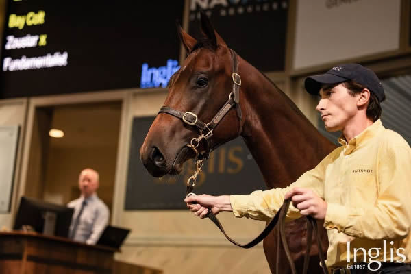 $1.9million Zoustar colt from Fundamentalist - image Inglis