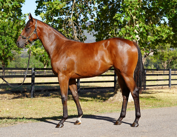 Luke McDonald from Westbury Stud thinks this Zoustar filly is a superstar! - click for more info.