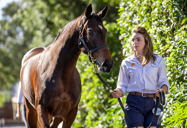 $260,000 Zoustar filly from Hell or Highwater.