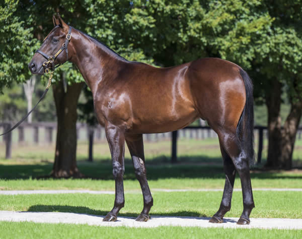 $340,000 Zoustar colt from Honey Rider