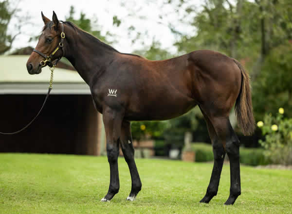 $220,000 Zoustar filly from Lady Cartier.