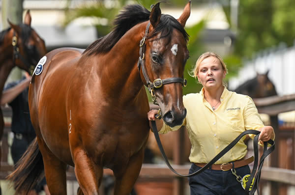 $1.3million Zoustar colt from Lady Cosmology - image Magic Millions