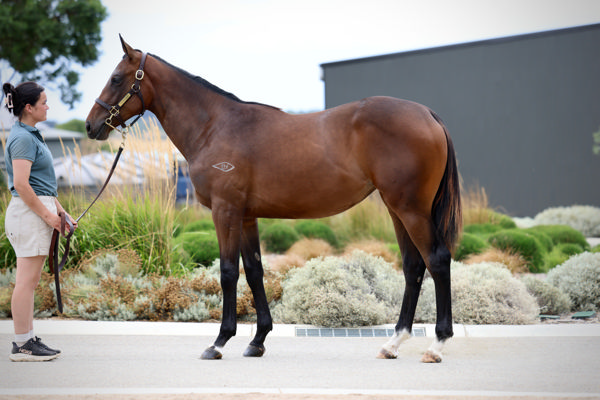 $850,000 Zoustar filly from Nudge.