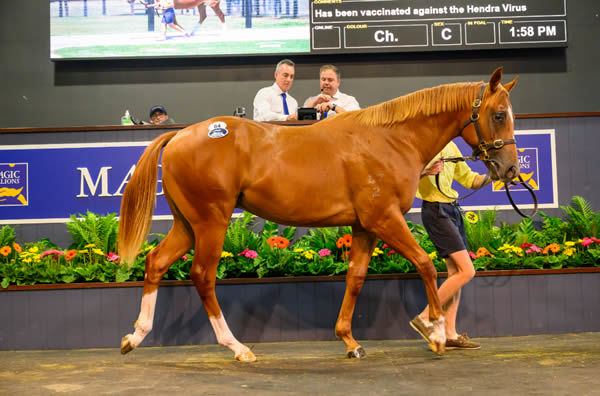 $1.1 million Zoustar colt from Ready to Soar - image Magic Millions 