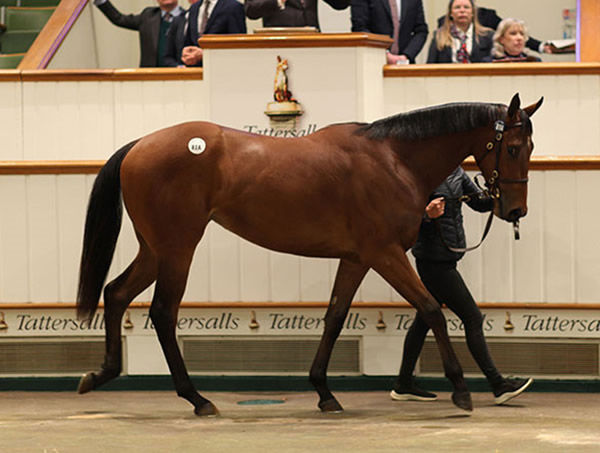 Zoustar filly from Saccharose sold for 400,000 guineas. 