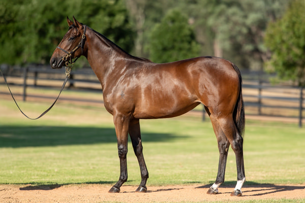 Lot 887 at Magic Millions.