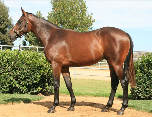 $900,000 Zoustar colt from Vergara was sold by Newhaven Park