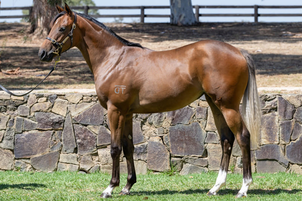The only filly by Zoustar to be offered at Inglis Classic - Lot 563. 