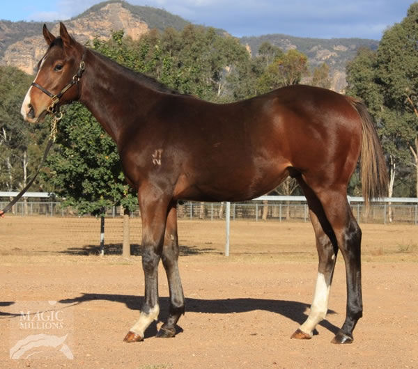 This Zoustar x Madamesta colt brought $200,000 at the 2018 National Weanling Sale before selling for $1 million the following year.