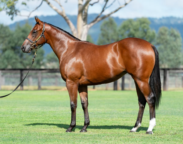 $950,000 Zoustar filly from Invictus Salute