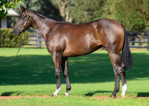 $850,000 Zoustar colt from Solar Charged.