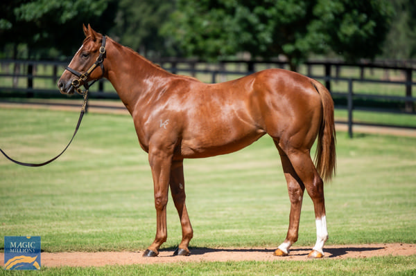 Zunesha was a $300,000 Magic Millions purchase.