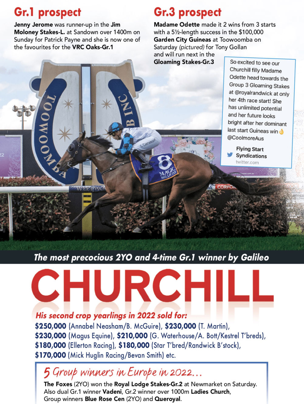 Churchill - Stallion | Breednet