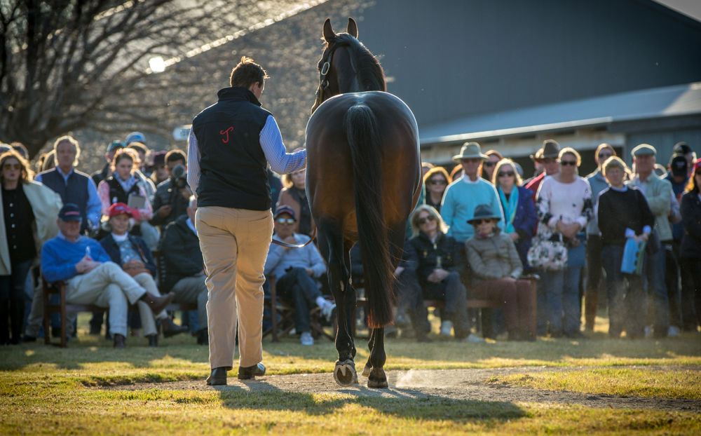 I Am Invincible Stallion Breednet