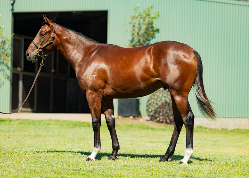 Lot 100 : Bay Colt, JACQUINOT x KAAKIT AKIT