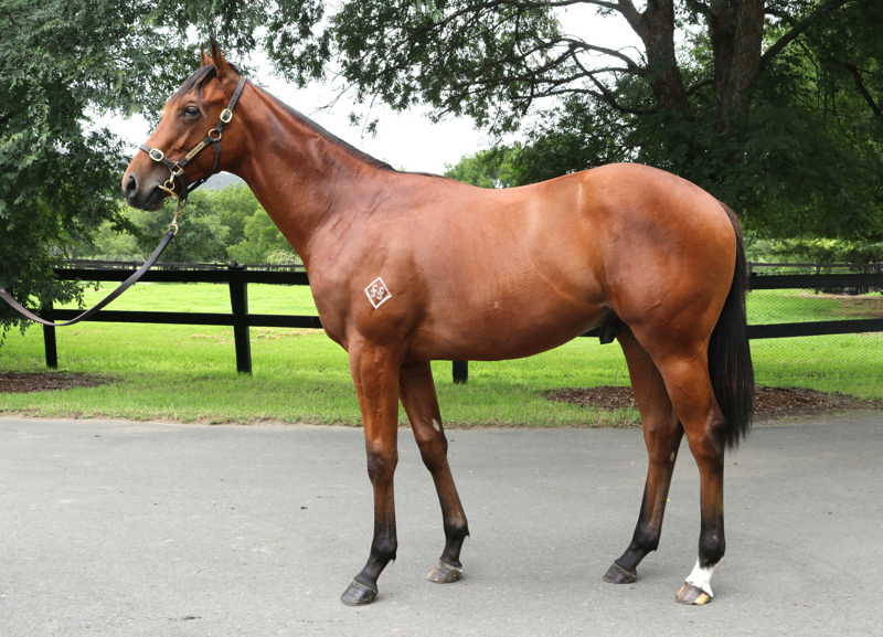Lot 225 : Bay Colt, JACQUINOT x MY CHICHARITA