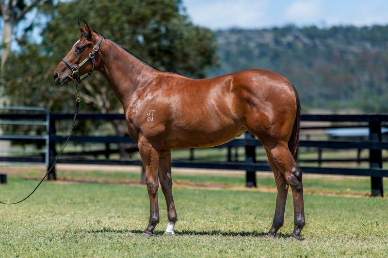Lot 301 : Bay Filly, JACQUINOT x PHANTOMIX