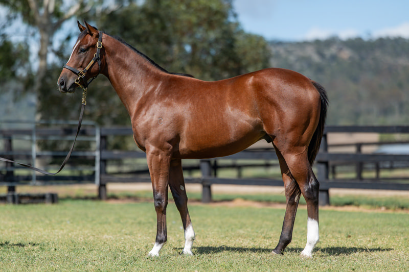 Lot 414 : Bay Colt, JACQUINOT x SHEILARIZED