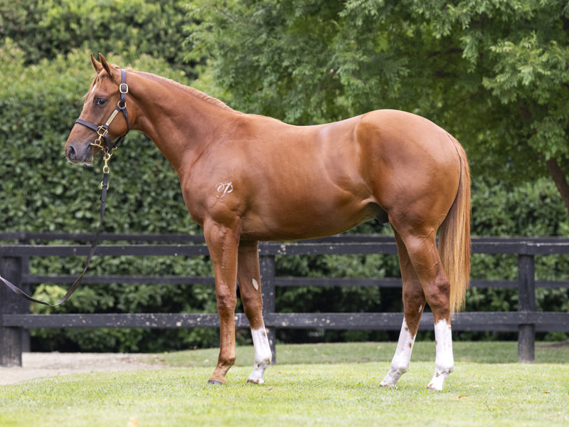 Lot 428 : Chestnut Colt, JACQUINOT x SHOW ME MORE