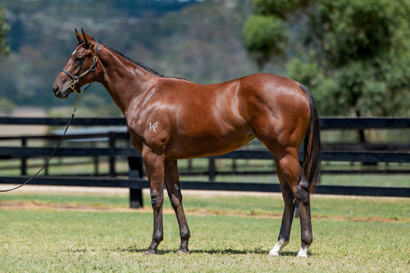 Lot 45 : Bay Filly, JACQUINOT x GOSSIP QUEEN