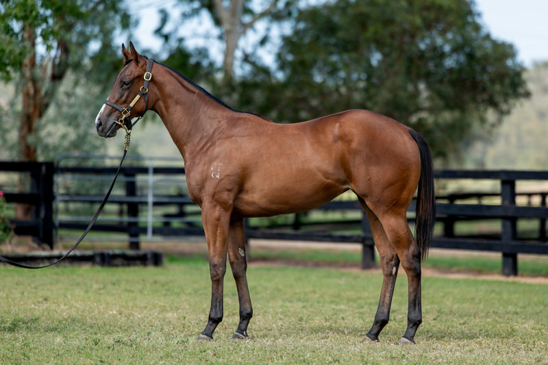 Lot 463 : Bay Filly, JACQUINOT x STAGE PLAY