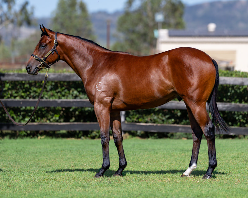 Lot 511 : Bay Colt, JACQUINOT x THEATRIC
