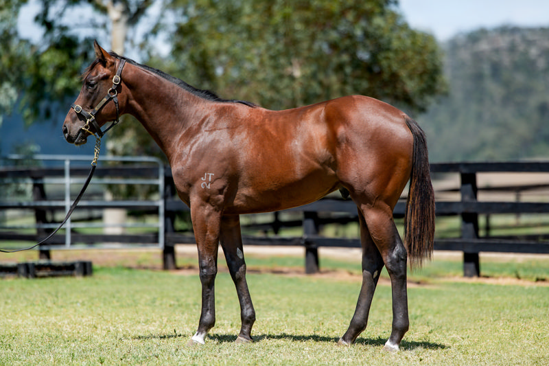 Lot 568 : Bay Colt, JACQUINOT x WANALIRRI