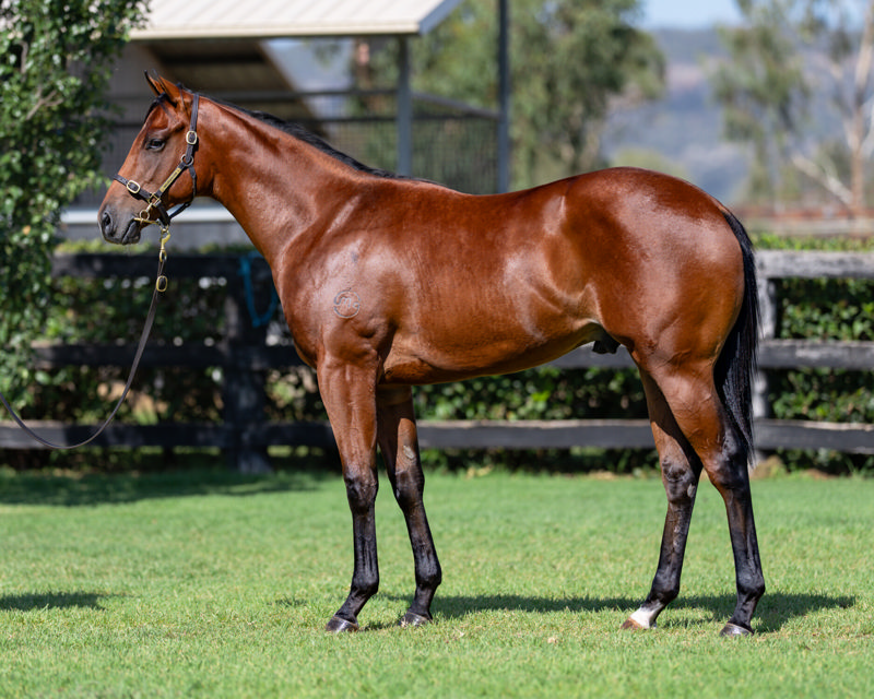 Lot 60 : Bay Colt, JACQUINOT x HEAD ON UP