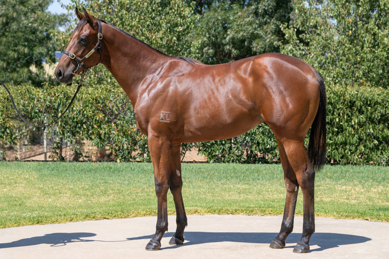 Lot 632 : Bay Colt, JACQUINOT x AQUADA