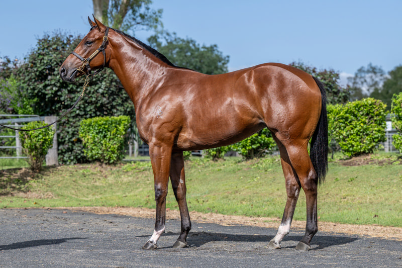 Lot 708 : Bay Filly, JACQUINOT x CERDA