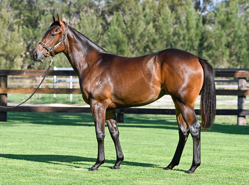 Lot 1080 : Bay filly, DAUMIER x JERICHO BEACH