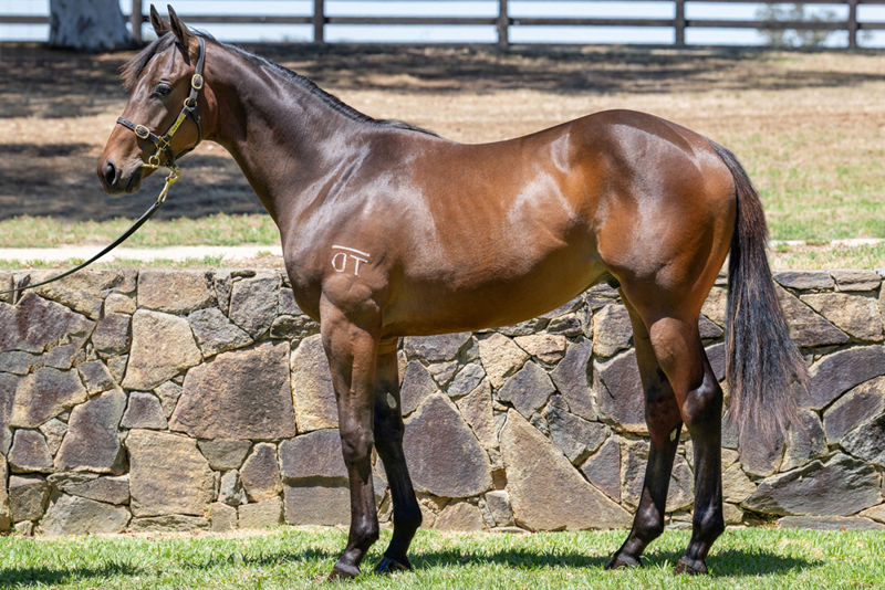 Lot 1153 : Bay colt, DAUMIER x RAVENWITCH