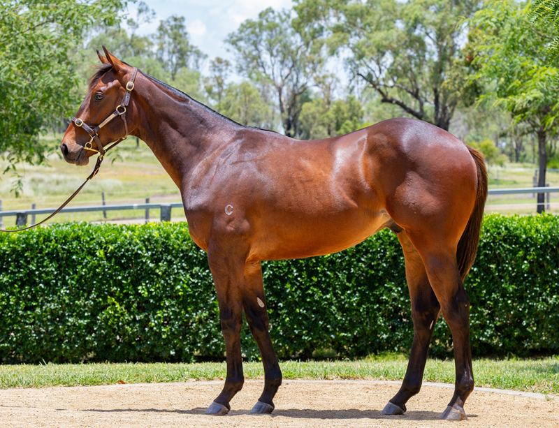 Lot 1187 : Bay colt, DAUMIER x SPINNING QUARTERS