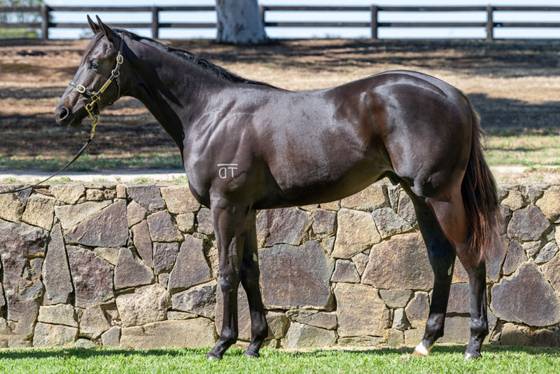 Lot 918 : Brown colt, DAUMIER x TOOWOOMBA TYCOON