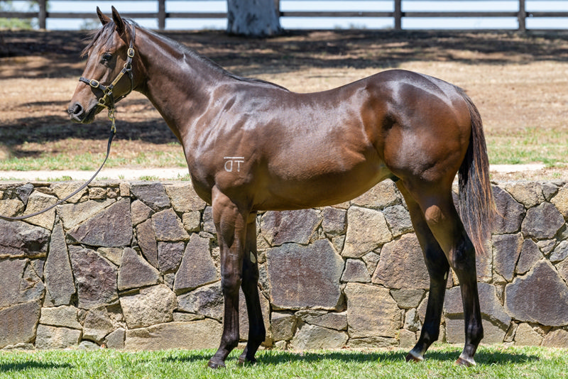 Lot 956 : Bay colt, DAUMIER x VIRGO
