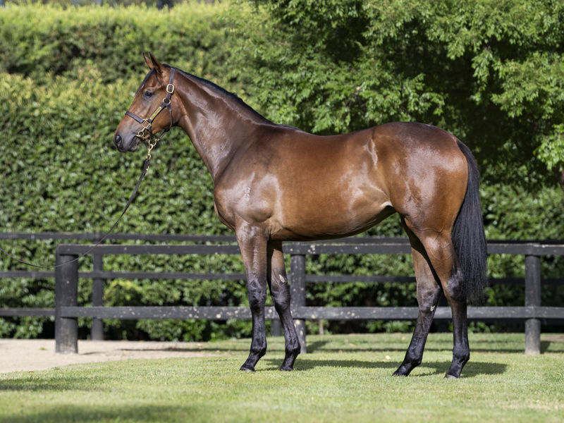 Lot 200 : Bay Filly, SEJARDAN x MISS NORWAY