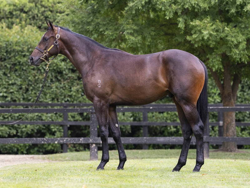 Lot 411 : Bay/Brown Colt, SEJARDAN x SHARNEE ROSE
