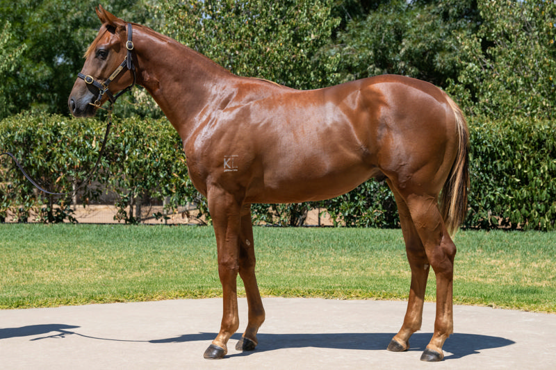 Lot 701 : Chestnut Colt, SEJARDAN x CASA DE LAGO